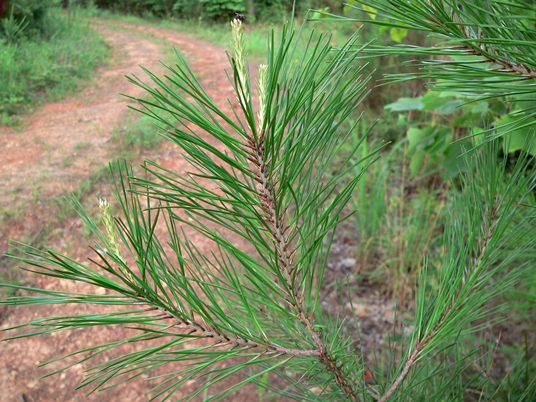 {Pinus echinata}